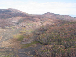 Gerry Marantelli visited Kosciuszko National Park to inspect the damage caused by the summer bushfires. Copyright Amphibian Research Centre. Photograph by Gerry Marantelli.