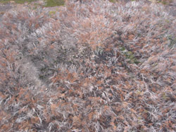 Gerry Marantelli visited Kosciuszko National Park to inspect the damage caused by the summer bushfires. Copyright Amphibian Research Centre. Photograph by Gerry Marantelli.