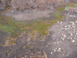 Gerry Marantelli visited Kosciuszko National Park to inspect the damage caused by the summer bushfires. Copyright Amphibian Research Centre. Photograph by Gerry Marantelli.