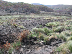 Gerry Marantelli visited Kosciuszko National Park to inspect the damage caused by the summer bushfires. Copyright Amphibian Research Centre. Photograph by Gerry Marantelli.