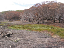 Gerry Marantelli visited Kosciuszko National Park to inspect the damage caused by the summer bushfires. Copyright Amphibian Research Centre. Photograph by Gerry Marantelli.