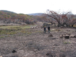 Gerry Marantelli visited Kosciuszko National Park to inspect the damage caused by the summer bushfires. Copyright Amphibian Research Centre. Photograph by Gerry Marantelli.