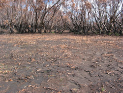 Gerry Marantelli visited Kosciuszko National Park to inspect the damage caused by the summer bushfires. Copyright Amphibian Research Centre. Photograph by Gerry Marantelli.