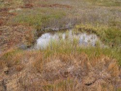 Gerry Marantelli visited Kosciuszko National Park to inspect the damage caused by the summer bushfires. Copyright Amphibian Research Centre. Photograph by Gerry Marantelli.