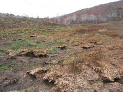 Gerry Marantelli visited Kosciuszko National Park to inspect the damage caused by the summer bushfires. Copyright Amphibian Research Centre. Photograph by Gerry Marantelli.