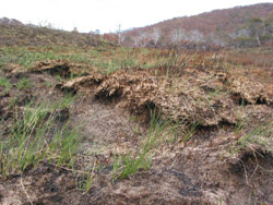 Gerry Marantelli visited Kosciuszko National Park to inspect the damage caused by the summer bushfires. Copyright Amphibian Research Centre. Photograph by Gerry Marantelli.