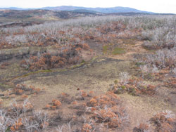 Gerry Marantelli visited Kosciuszko National Park to inspect the damage caused by the summer bushfires. Copyright Amphibian Research Centre. Photograph by Gerry Marantelli.