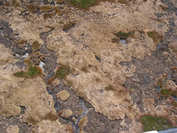 Gerry Marantelli visited Kosciuszko National Park to inspect the damage caused by the summer bushfires. Copyright Amphibian Research Centre. Photograph by Gerry Marantelli.