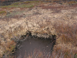 Gerry Marantelli visited Kosciuszko National Park to inspect the damage caused by the summer bushfires. Copyright Amphibian Research Centre. Photograph by Gerry Marantelli.