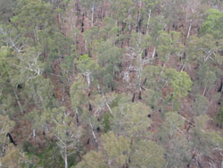 Gerry Marantelli visited Kosciuszko National Park to inspect the damage caused by the summer bushfires. Copyright Amphibian Research Centre. Photograph by Gerry Marantelli.