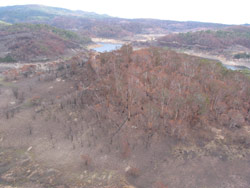 Gerry Marantelli visited Kosciuszko National Park to inspect the damage caused by the summer bushfires. Copyright Amphibian Research Centre. Photograph by Gerry Marantelli.