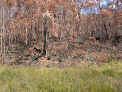 Gerry Marantelli visited Kosciuszko National Park to inspect the damage caused by the summer bushfires. Copyright Amphibian Research Centre. Photograph by Gerry Marantelli.