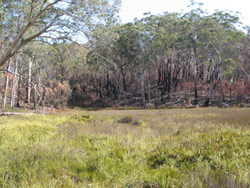Gerry Marantelli visited Kosciuszko National Park to inspect the damage caused by the summer bushfires. Copyright Amphibian Research Centre. Photograph by Gerry Marantelli.