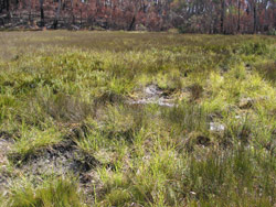 Gerry Marantelli visited Kosciuszko National Park to inspect the damage caused by the summer bushfires. Copyright Amphibian Research Centre. Photograph by Gerry Marantelli.