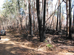 Gerry Marantelli visited Kosciuszko National Park to inspect the damage caused by the summer bushfires. Copyright Amphibian Research Centre. Photograph by Gerry Marantelli.