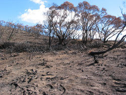 Gerry Marantelli visited Kosciuszko National Park to inspect the damage caused by the summer bushfires. Copyright Amphibian Research Centre. Photograph by Gerry Marantelli.