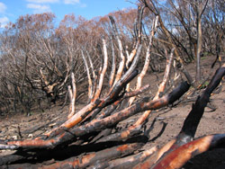 Gerry Marantelli visited Kosciuszko National Park to inspect the damage caused by the summer bushfires. Copyright Amphibian Research Centre. Photograph by Gerry Marantelli.