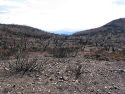 Gerry Marantelli visited Kosciuszko National Park to inspect the damage caused by the summer bushfires. Copyright Amphibian Research Centre. Photograph by Gerry Marantelli.