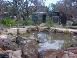 In the early days of the pond, there was less vegetation. Copyright Amphibian Research Centre. Photograph by David Pace.