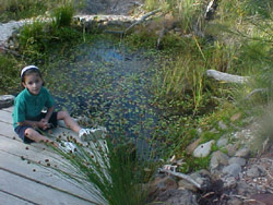Callings sites and hiding places abound. Copyright Amphibian Research Centre. Photograph by David Pace.