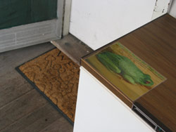 Banana box frogs may be left at the door. Copyright Amphibian Research Centre. Photograph by Dave Black.