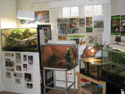 Erica the growling grass frog, featured in more than a dozen newspaper articles, resides in the presentation room. Copyright Amphibian Research Centre. Photograph by Dave Black.