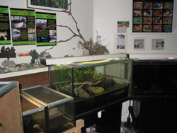 The presentation room, a visitor's first stop on a tour of the ARC in Coburg. Copyright Amphibian Research Centre. Photograph by Dave Black.