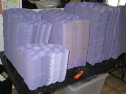 Cardboard separators, designed for transporting fruit, are used at the ARC for raising crickets. Copyright Amphibian Research Centre. Photograph by Dave Black.