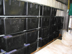 A wall of crickets. This is a noisy place to stand. Copyright Amphibian Research Centre. Photograph by Dave Black.
