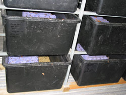 A peek into a cricket bucket. Can you see the crickets? Copyright Amphibian Research Centre. Photograph by Dave Black.