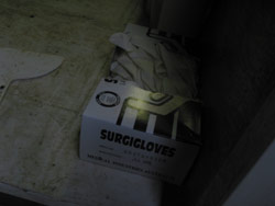 Something that you will see in every room at the Amphibian Research Centre - a box of disposable gloves. Copyright Amphibian Research Centre. Photograph by Dave Black.