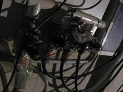 Rain cycles and daylight are artificially controlled in the temperate room. Copyright Amphibian Research Centre. Photograph by Dave Black.