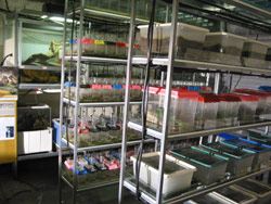 The disease-study shelves of the temperate room. Copyright Amphibian Research Centre. Photograph by Dave Black.
