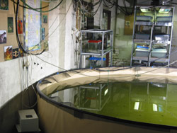 You can usually see hundreds and hundreds of tadpoles in the mass-breeding pool. Copyright Amphibian Research Centre. Photograph by Dave Black.