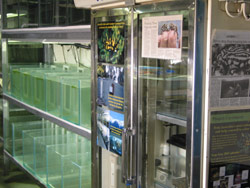 The corroboree frogs that are used for public education are kept cool in a modified fridge. Copyright Amphibian Research Centre. Photograph by Dave Black.