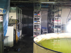 The south end of the temperate room. Copyright Amphibian Research Centre. Photograph by Dave Black.