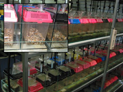Each disease-study container contains one frog and is completely isolated from the others. Copyright Amphibian Research Centre. Photograph by Dave Black.
