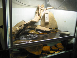 The enclosure in which the first-ever breeding-in-captivity of endangered spotted tree frogs (Litoria spenceri) took place. Copyright Amphibian Research Centre. Photograph by Dave Black.