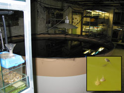 A view to the north end of the temperate room, featuring the mass-breeding pool. Copyright Amphibian Research Centre. Photograph by Dave Black.