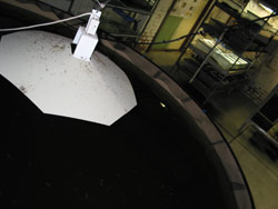 The mass-breeding pool takes up a lot of space in Coburg's ARC. Copyright Amphibian Research Centre. Photograph by Dave Black.