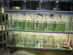 The tadpole tanks and their intricate plumbing. Copyright Amphibian Research Centre. Photograph by Dave Black.