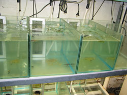 Each tadpole tank contains only tadpoles from a single location. Copyright Amphibian Research Centre. Photograph by Dave Black.