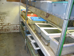 Frog containers in the temperate room of Coburg's ARC. Copyright Amphibian Research Centre. Photograph by Dave Black.