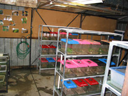 The Lost Frogs' Home. Copyright Amphibian Research Centre. Photograph by Dave Black.