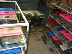 Containers of frogs that have been brought to the ARC as Lost Frogs. Copyright Amphibian Research Centre. Photograph by Dave Black.