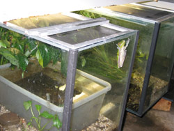 Accidentally transported frogs are kept in quarantine in the Lost Frogs' Home for a couple of months before being adopted. Copyright Amphibian Research Centre. Photograph by Dave Black.