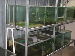 The tropical room houses frogs from north Queensland and central Australia. Copyright Amphibian Research Centre. Photograph by Dave Black.