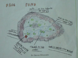 A lot of thought went into the design of the West Balcatta pond. Copyright Amphibian Research Centre. Photograph by West Balacatta PS.