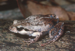 Red-groined Froglet (Paracrina haswelli) Copyright Wildlife Profiles. Photograph by Peter Robertson.