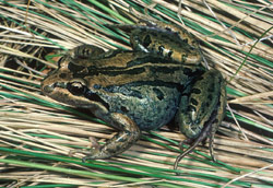 Striped Marsh Frog (Limnodynastes peroni) Copyright Wildlife Profiles. Photograph by Peter Robertson.